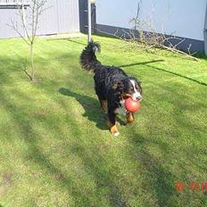 Berner sennenhund viktor