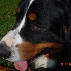 Berner sennenhund viktor