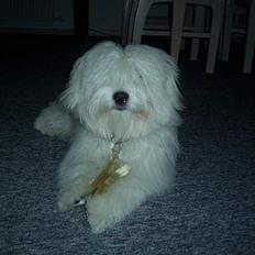 Coton de tulear Chicco