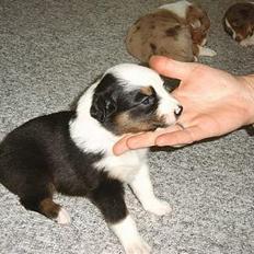 Australian shepherd Olga