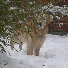 Golden retriever West End If I Were A King