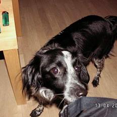 Blanding af racer oskar