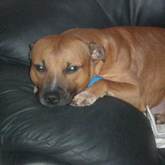 Staffordshire bull terrier Boss * R I P * <3