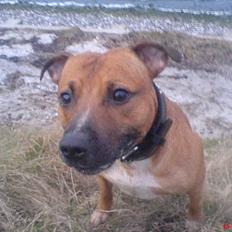 Staffordshire bull terrier Boss * R I P * <3