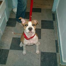 Amerikansk staffordshire terrier Malou