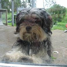 Løwchen latinas bella donna