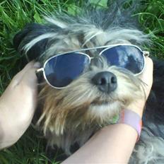 Løwchen latinas bella donna