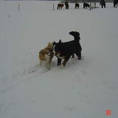 Islandsk fårehund Brana