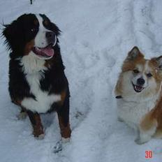 Islandsk fårehund Brana