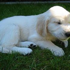 Golden retriever Charlie