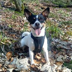 Blanding af racer milo