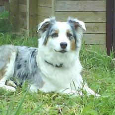 Australian shepherd izzi