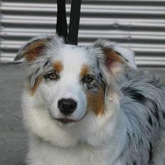Australian shepherd izzi