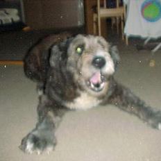 Blanding af racer Nala
