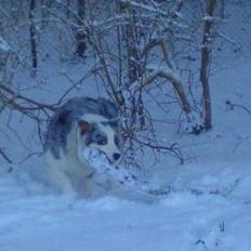 Australian shepherd izzi