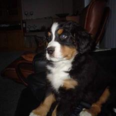 Berner sennenhund brutus :-) (-: