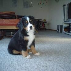 Berner sennenhund brutus :-) (-: