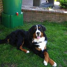 Berner sennenhund brutus :-) (-: