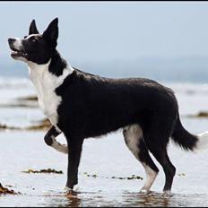 Blanding af racer Phoebe (R.I.P)
