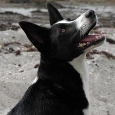 Blanding af racer Phoebe (R.I.P)