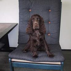 Cocker spaniel Tjili
