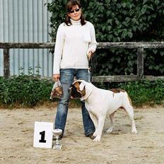 Amerikansk bulldog Zorro