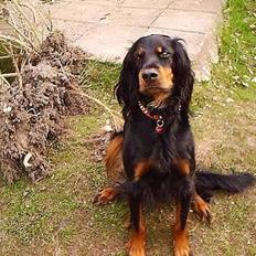 Gordon setter Fiona (Fie) *død*