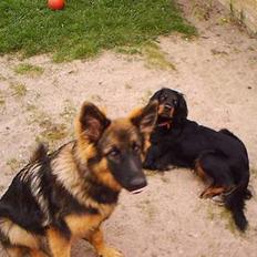 Gordon setter Fiona (Fie) *død*