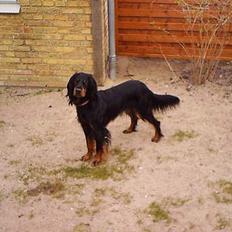 Gordon setter Fiona (Fie) *død*