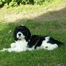 Amerikansk cocker spaniel Zorro