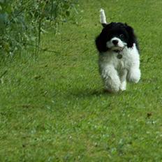 Amerikansk cocker spaniel Zorro