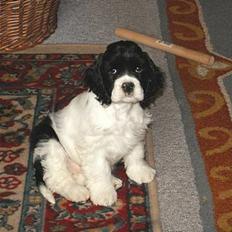 Amerikansk cocker spaniel Zorro