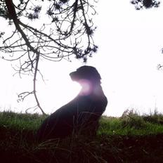 Flat coated retriever Tinke