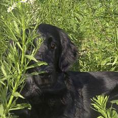 Flat coated retriever Tinke