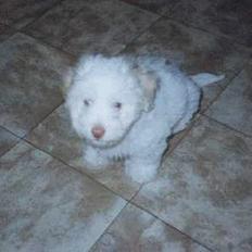 Coton de tulear Maja