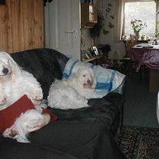 Coton de tulear Maja
