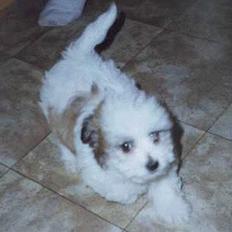 Coton de tulear Moby