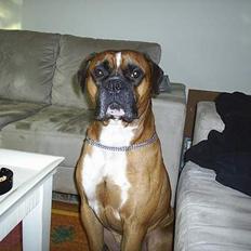 Amerikansk bulldog kian sov ind den 15/4 -10