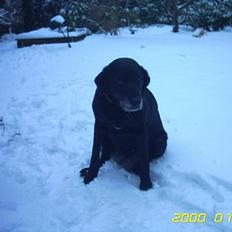 Labrador retriever Fie...(DØD:(