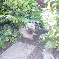 West highland white terrier Victor