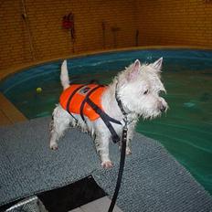 West highland white terrier Victor