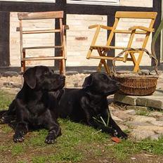Labrador retriever Model og Emma