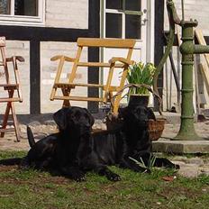 Labrador retriever Model og Emma