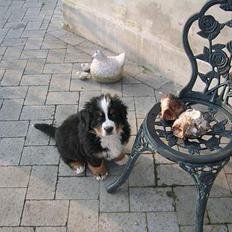 Berner sennenhund Picasso 