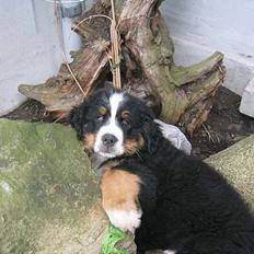 Berner sennenhund Picasso 