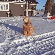 Amerikansk cocker spaniel da-nillo ( nillo )(død)