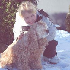 Amerikansk cocker spaniel da-nillo ( nillo )(død)