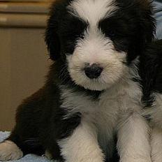 Bearded collie Megan