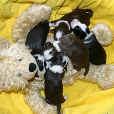 Bearded collie Megan