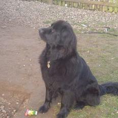 Newfoundlænder Balu